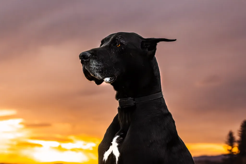 North Vancouver Fine Art Dog Portraits