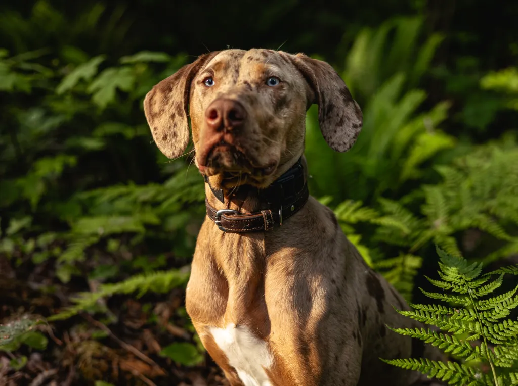 Halloween Safety For Pets