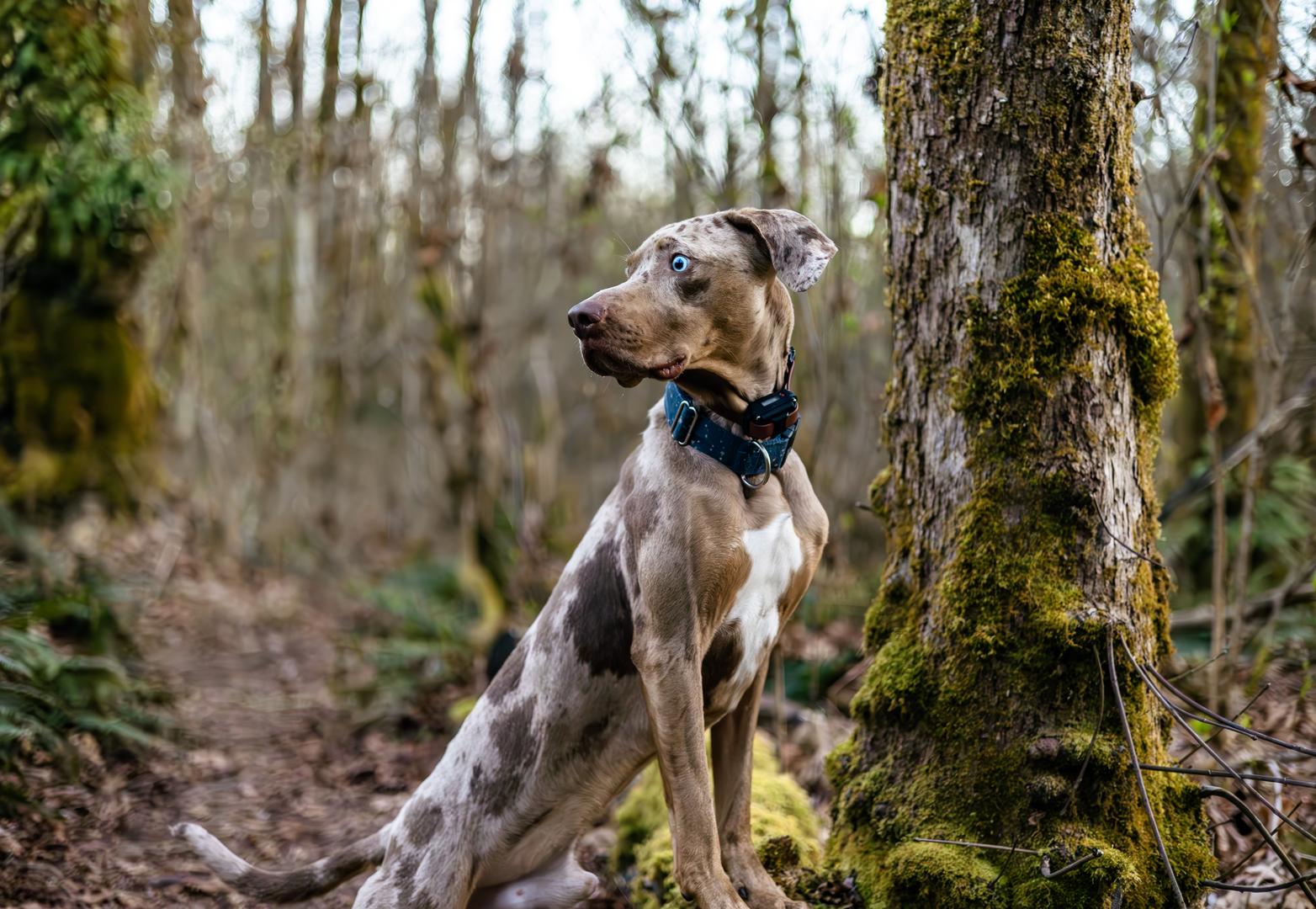 A Louisiana Catahoula Leopard dog from a dog photoshoot posing in the forest along the Coquitlam River
