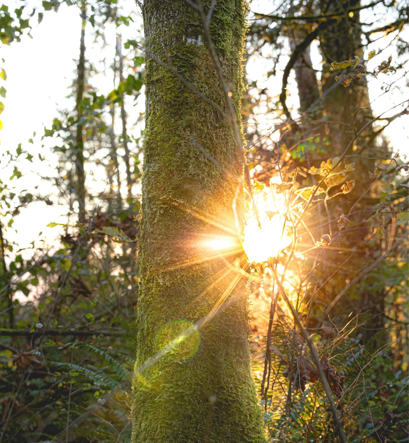 Forest light
