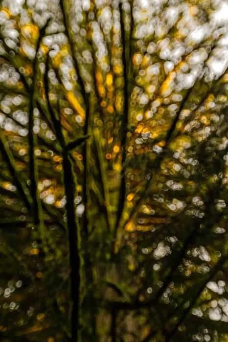 Detail in forest light